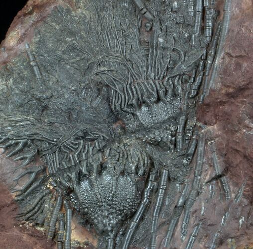 Moroccan Crinoid (Scyphocrinites) Fossil #36325